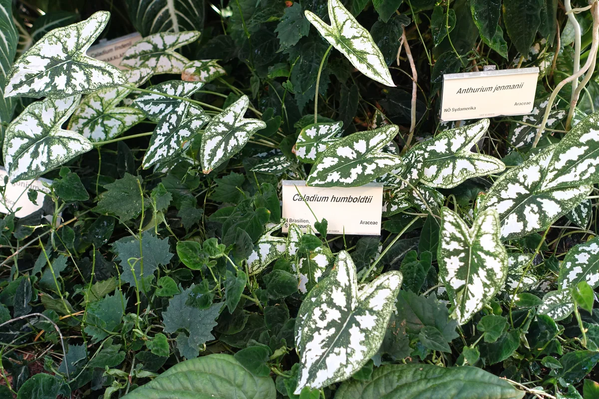 White Queen Caladium (Caladium humboldtii)