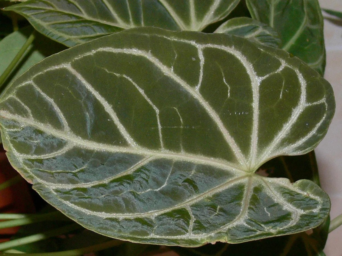 Windowleaf Anthurium (Anthurium crystallinum)