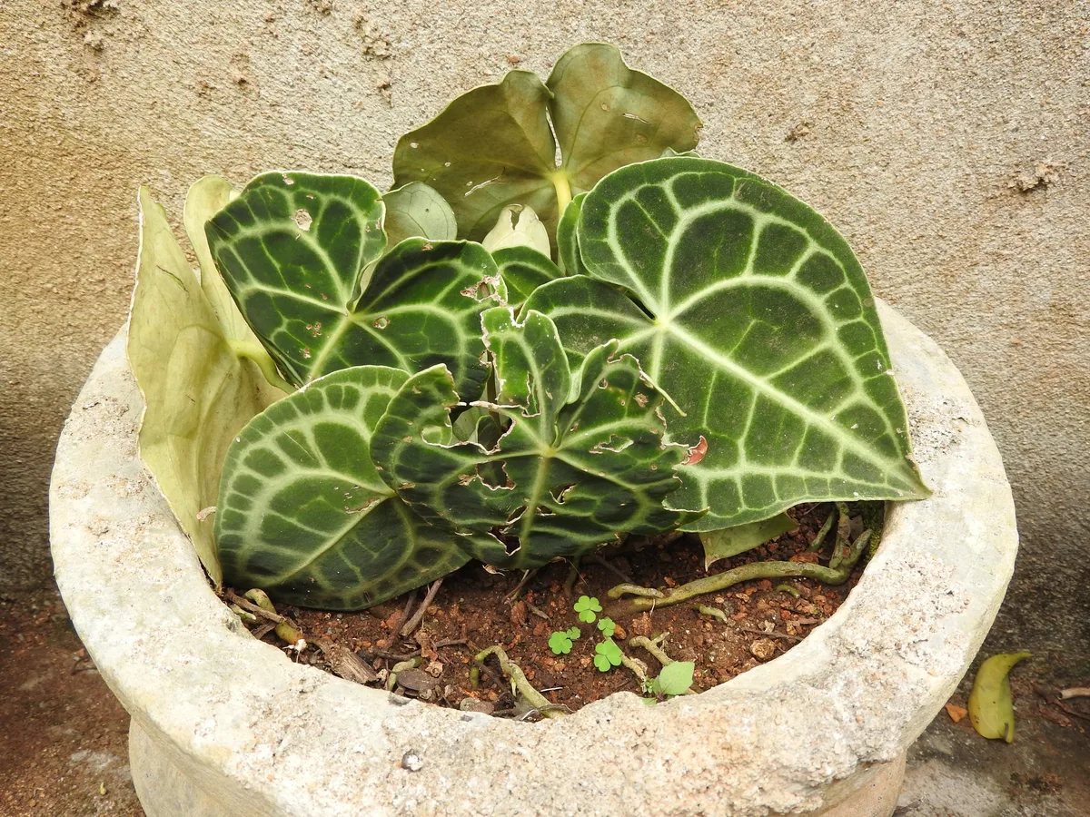 Velvet Cardboard Anthurium (Anthurium clarinervium)