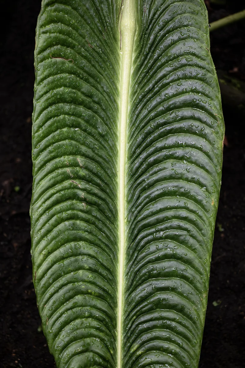 King Anthurium (Anthurium veitchii)