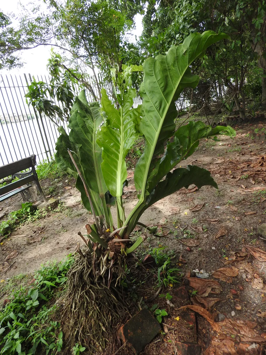 Paddle Leaf Anthurium (Anthurium coriaceum)