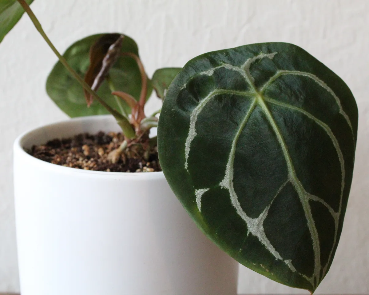 Silver Blush Anthurium (Anthurium forgetii)