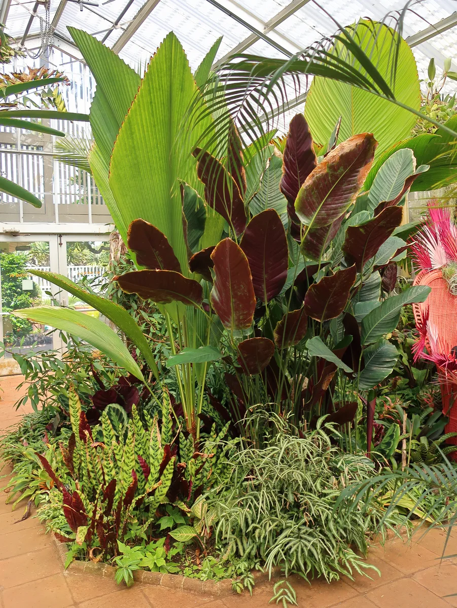 Rattlesnake Plant