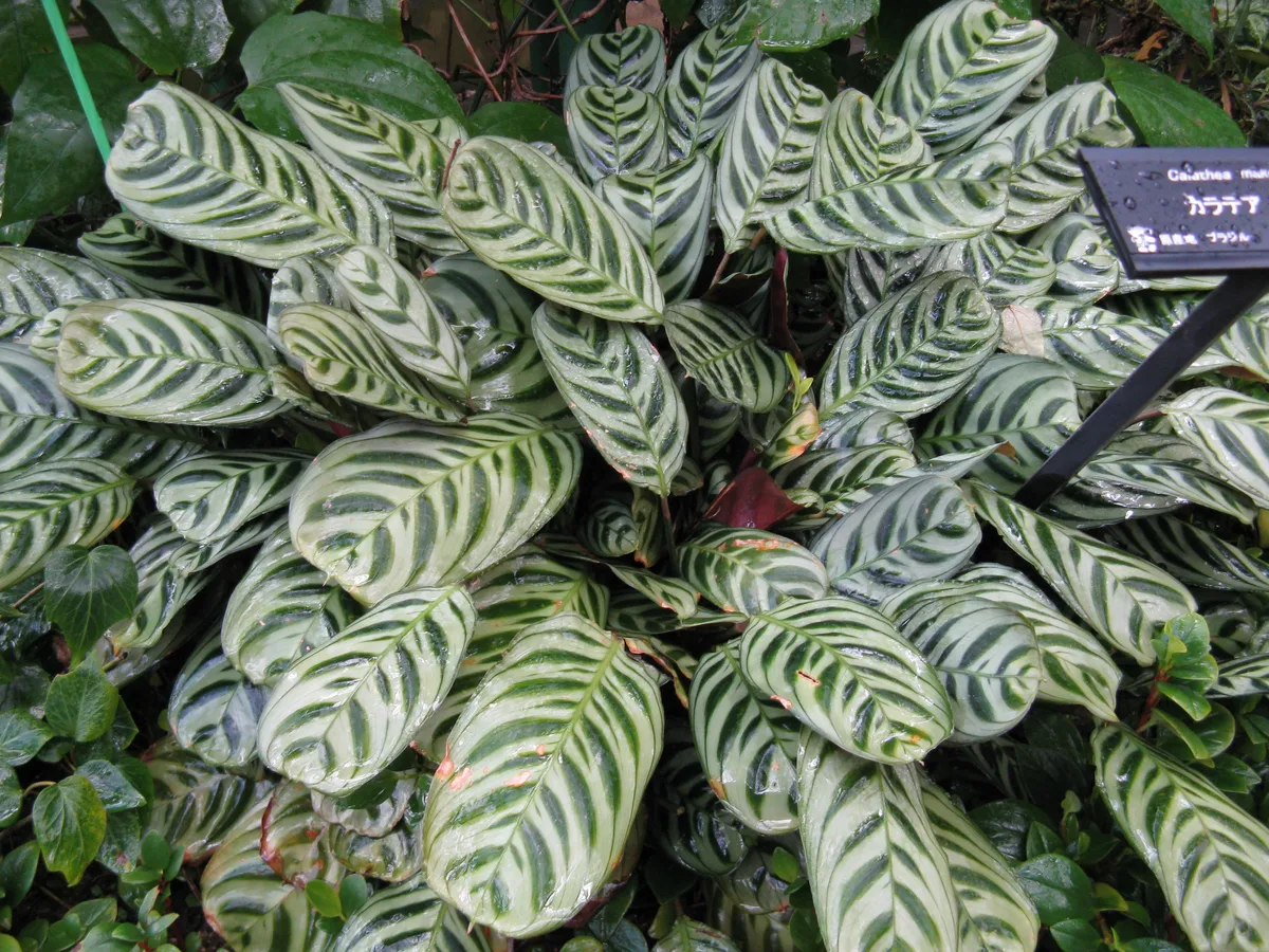 Fishbone Prayer Plant (Ctenanthe burle-marxii)