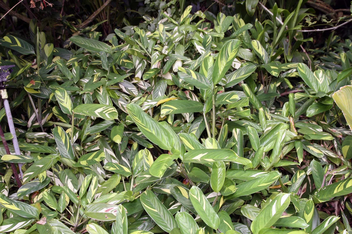 Bamburanta (Ctenanthe lubbersiana)
