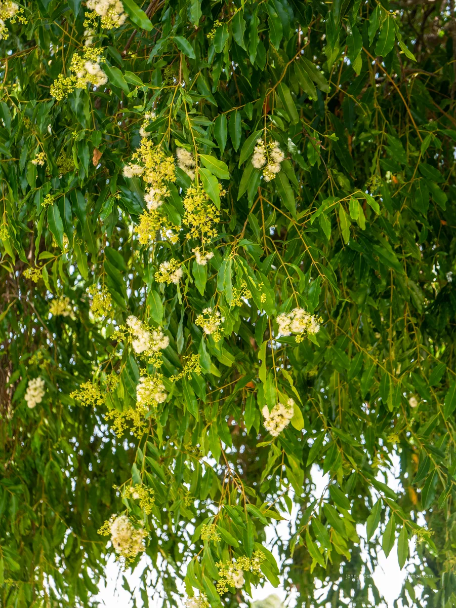 Weeping Lilly Pilly