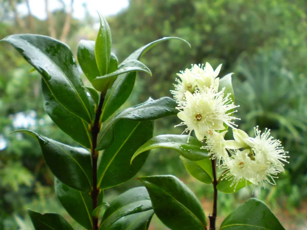 Cinnamon Myrtle (Backhousia myrtifolia)