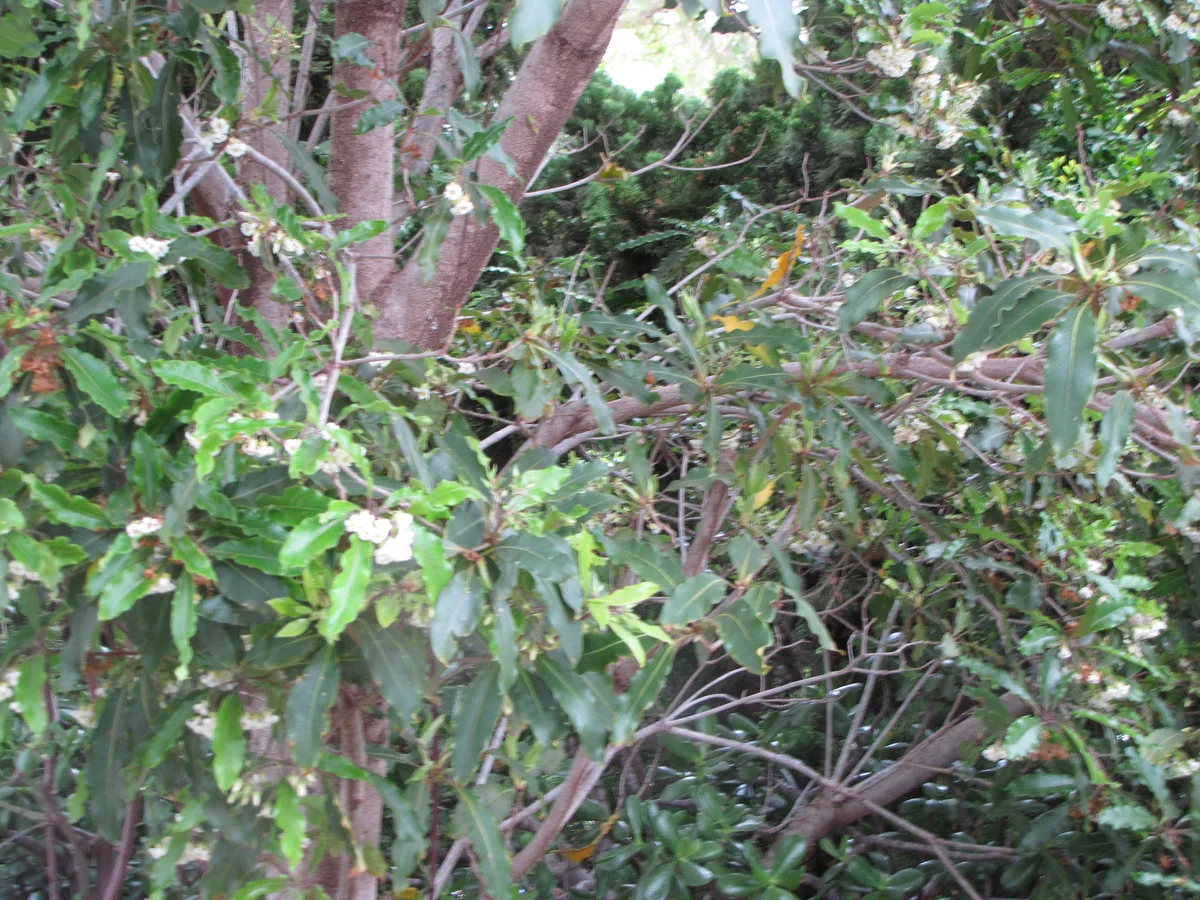 Sweet Pittosporum (Pittosporum undulatum)