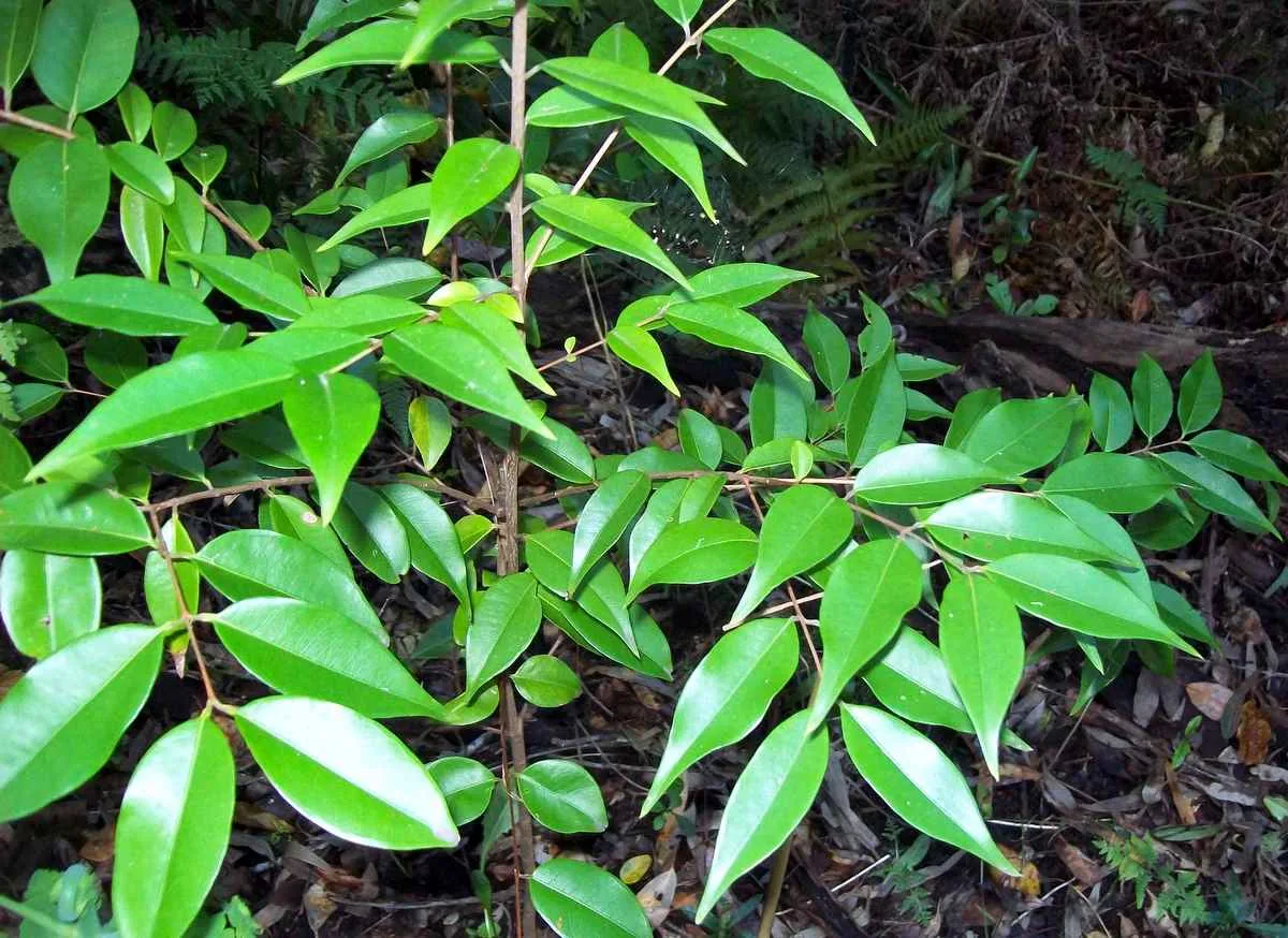 Silky Myrtle