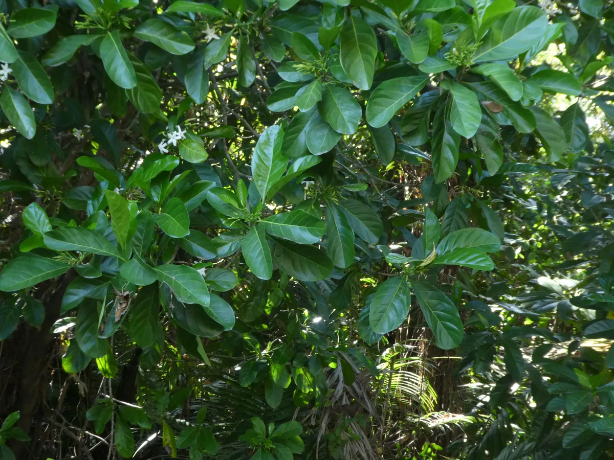 Native Gardenia