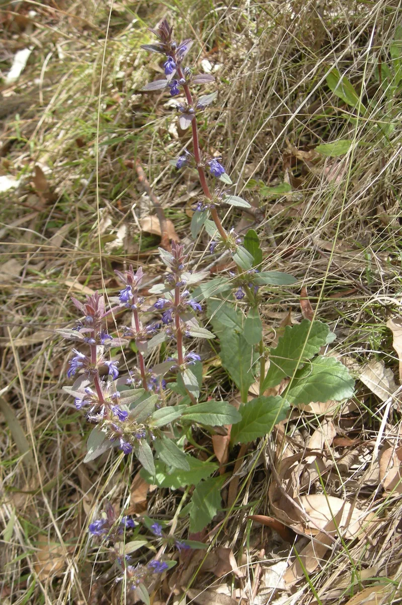 Australian Bugle