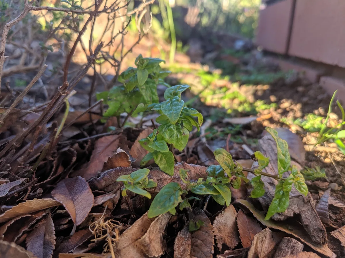 Native Mint
