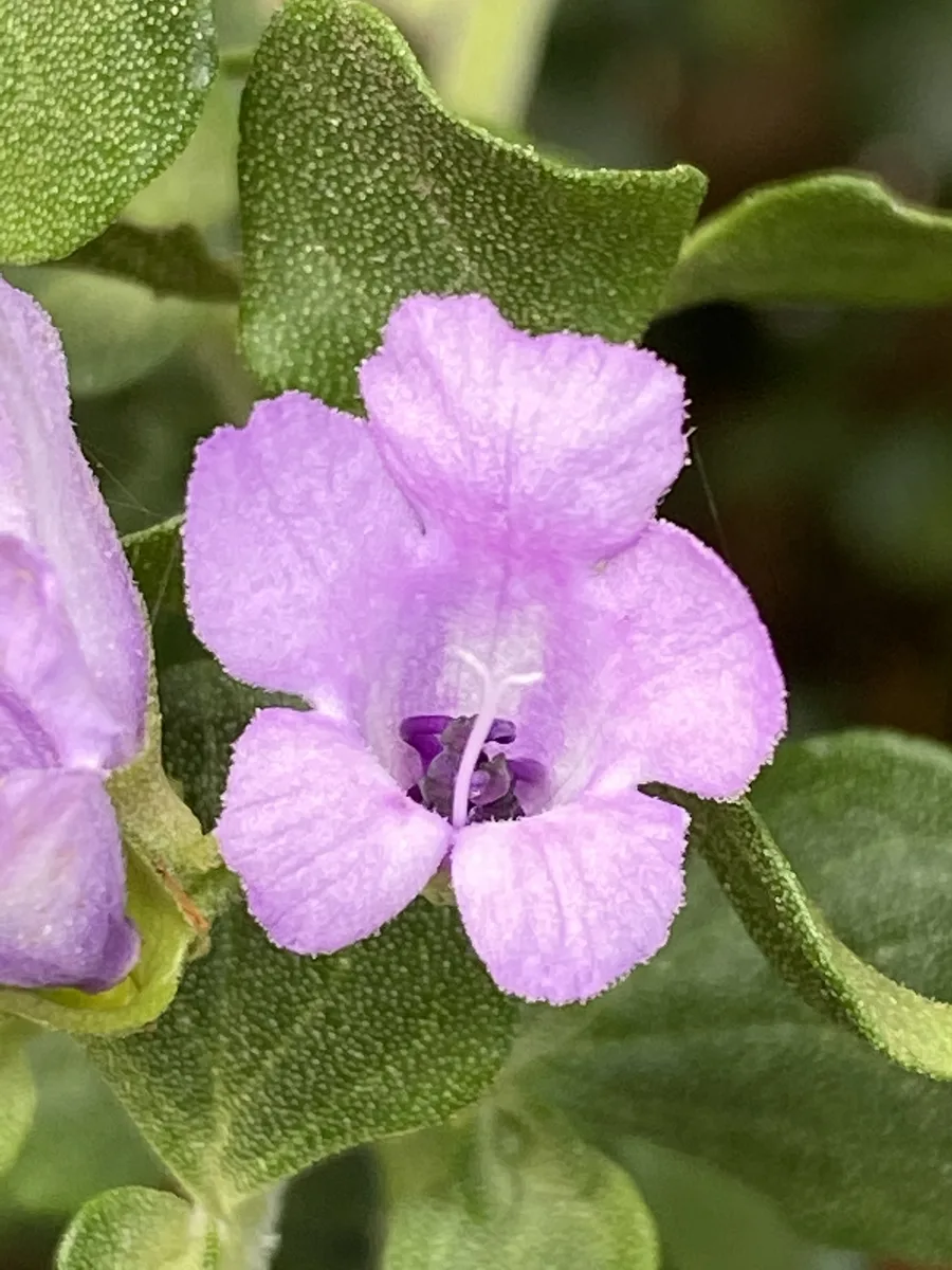 Roundleaf Mintbush