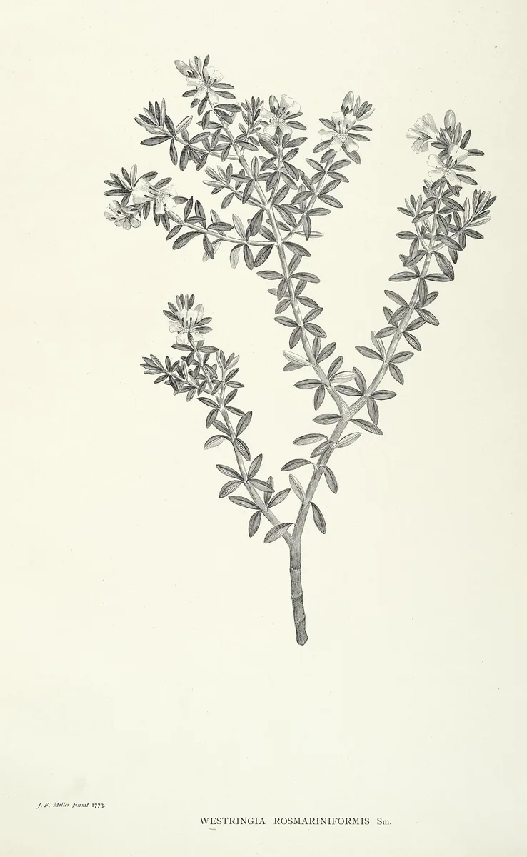 Native Rosemary