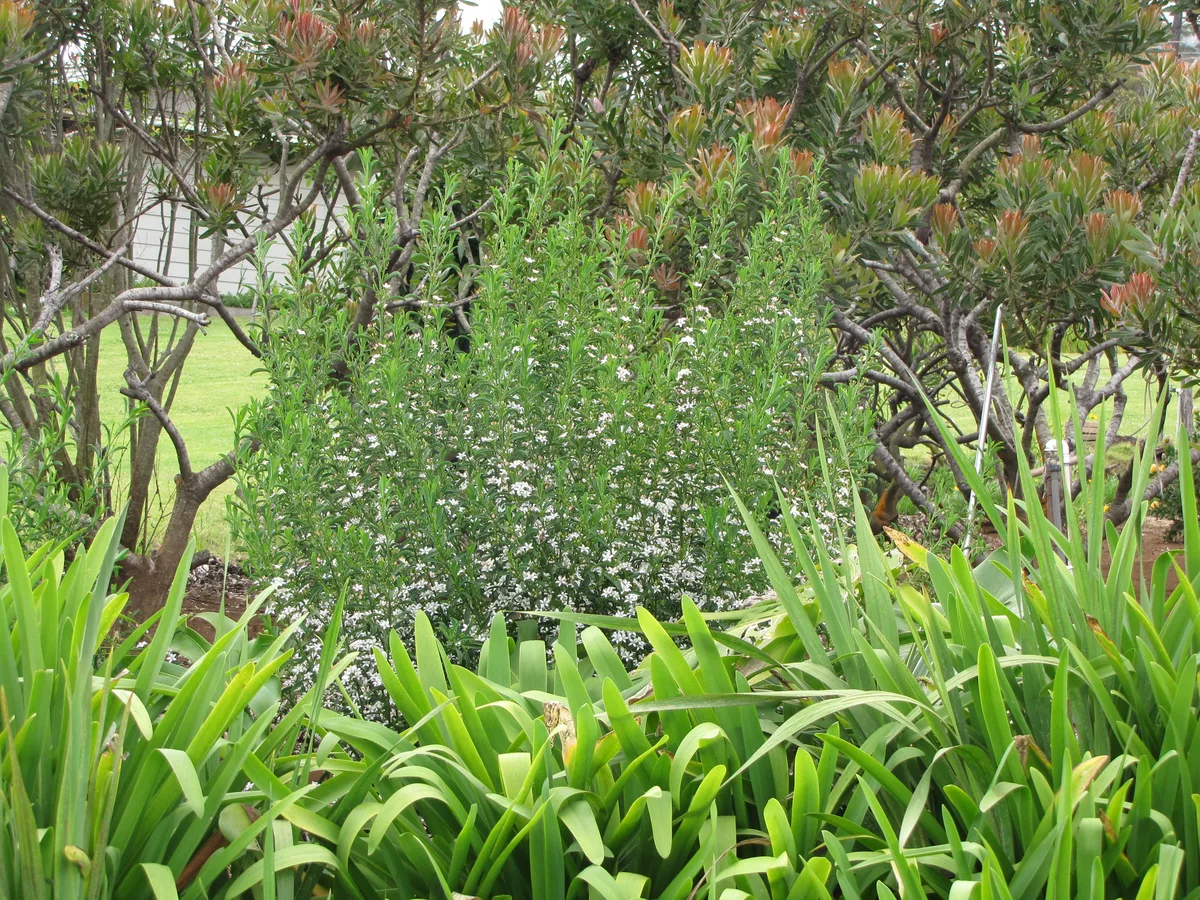 Long Leaf Waxflower (Philotheca myoporoides)