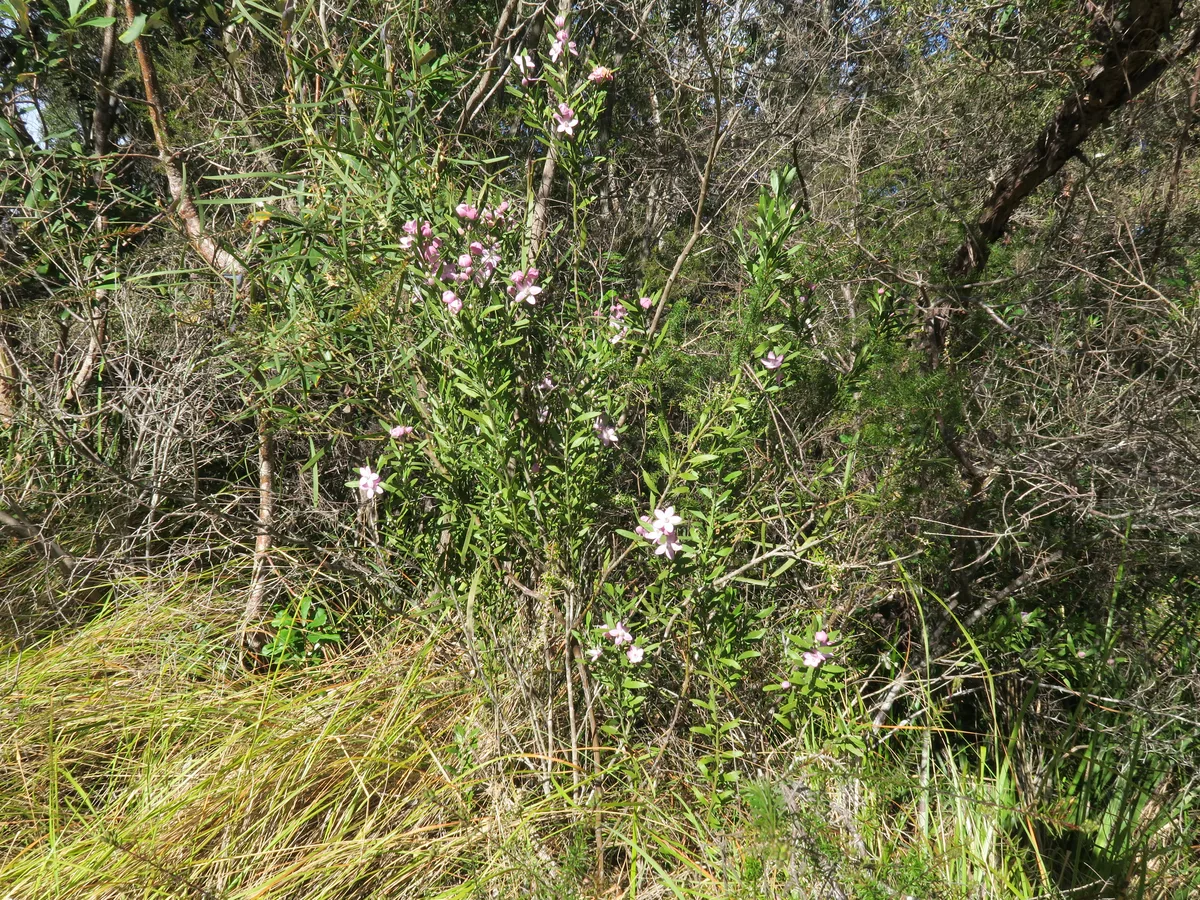 Pink Waxflower (Eriostemon australasius)