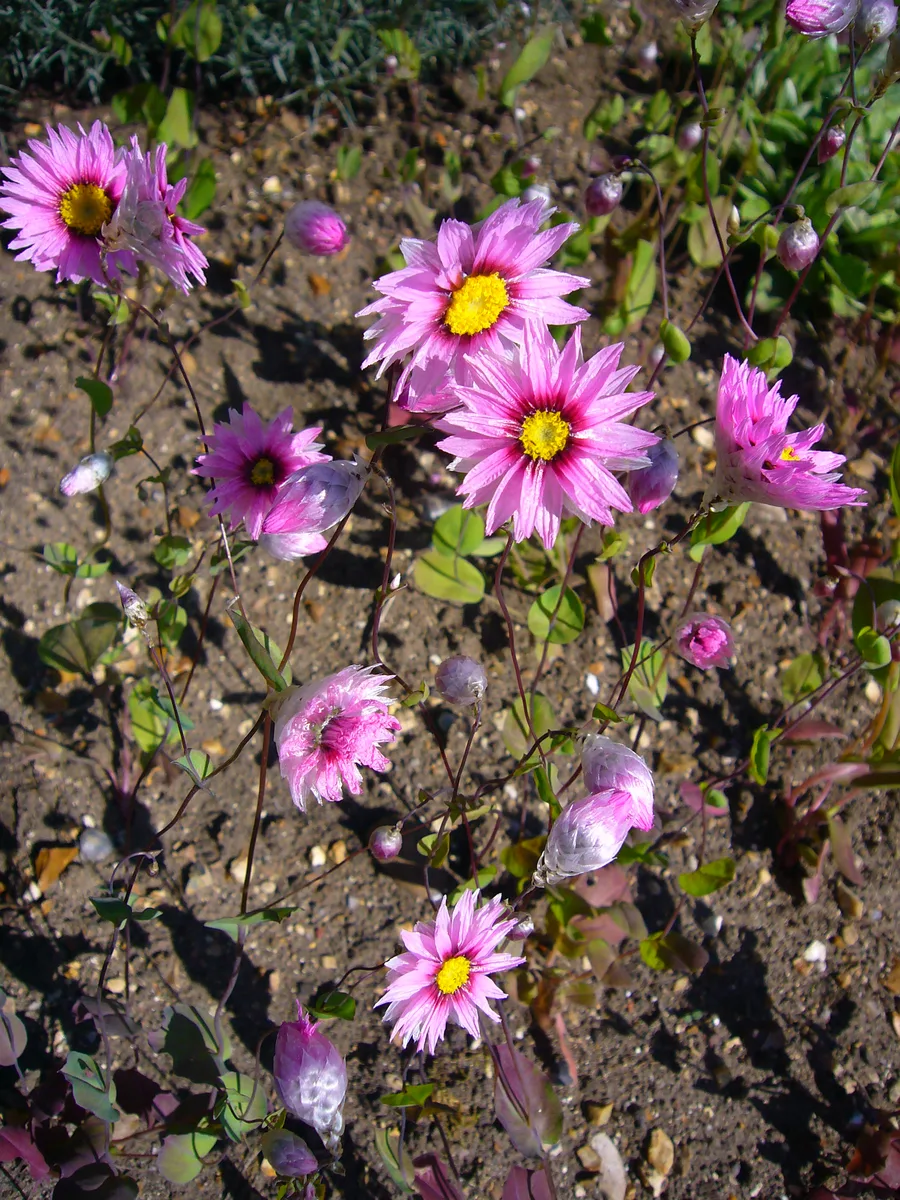 Pink Sunray (Rhodanthe manglesii)