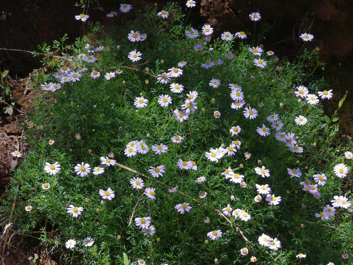 Cut Leaf Daisy (Brachyscome multifida)