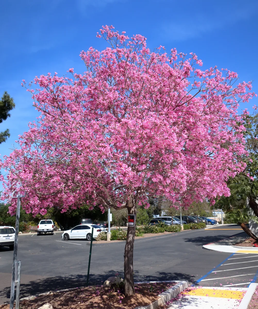 Pink Ipe