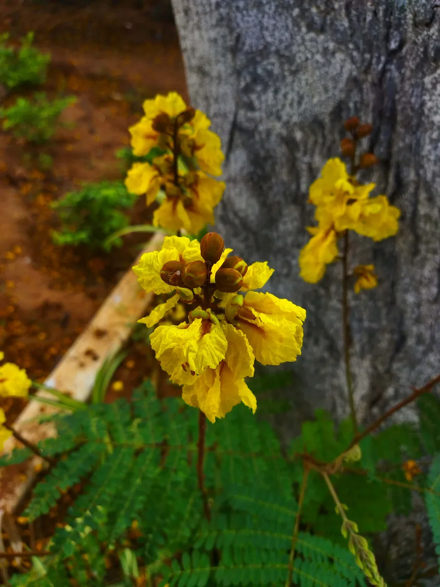 Yellow Jacaranda