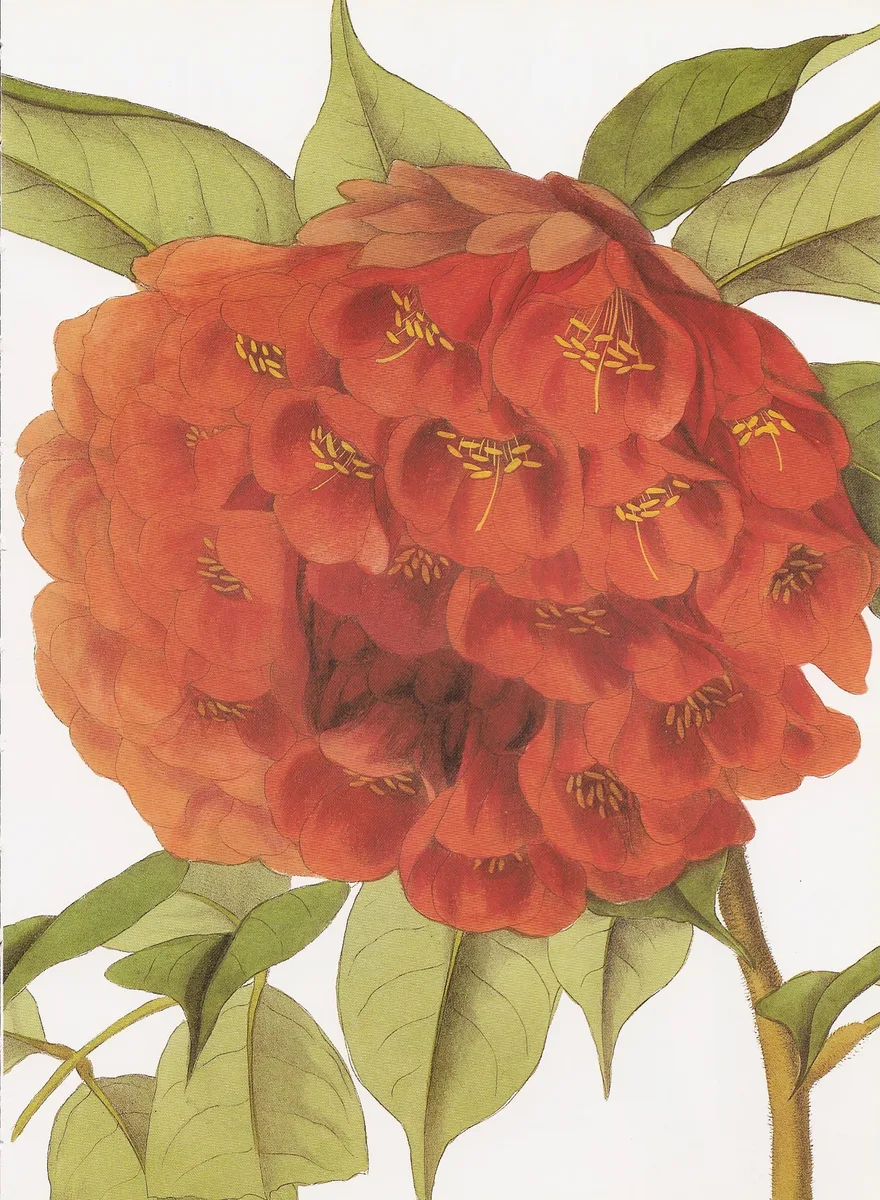 Panama Flame Tree