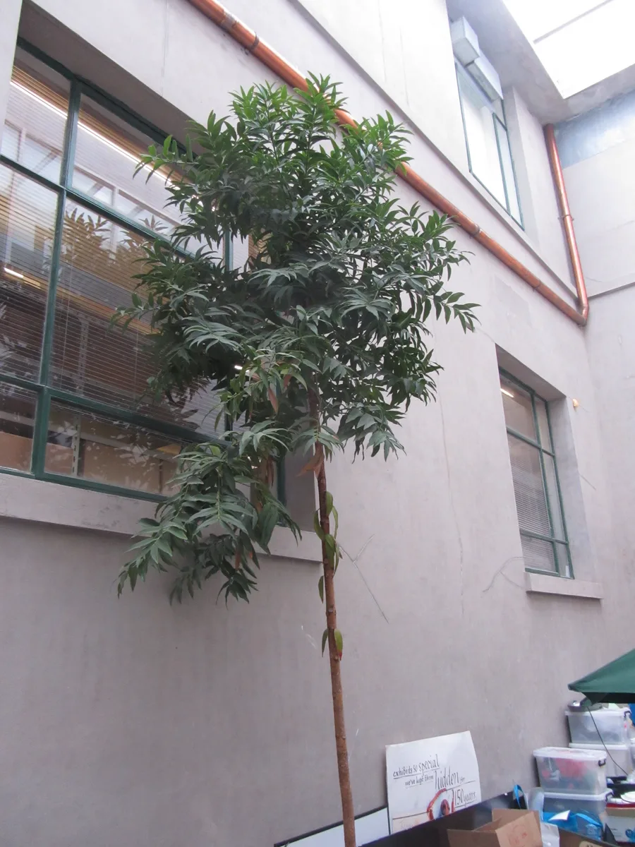 Pacific Kauri
