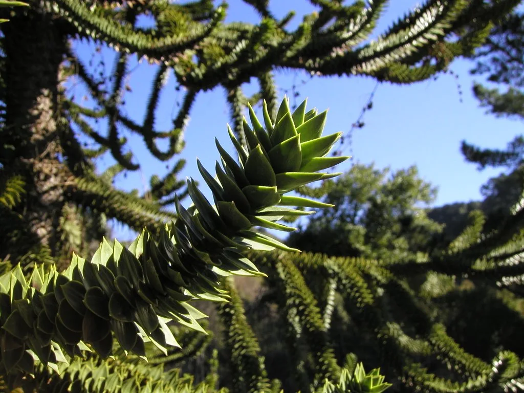 Monkey Puzzle Tree