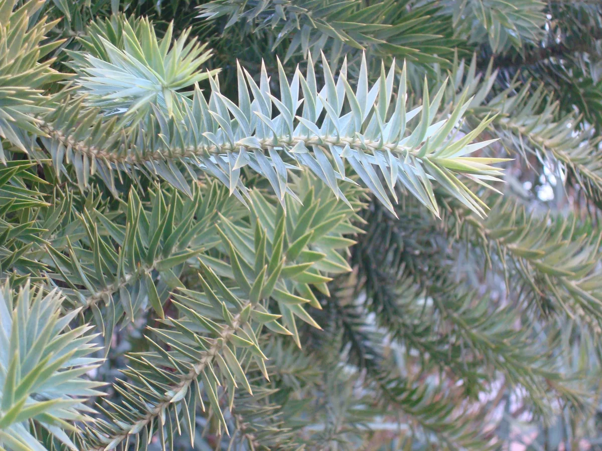 Parana Pine (Araucaria angustifolia)