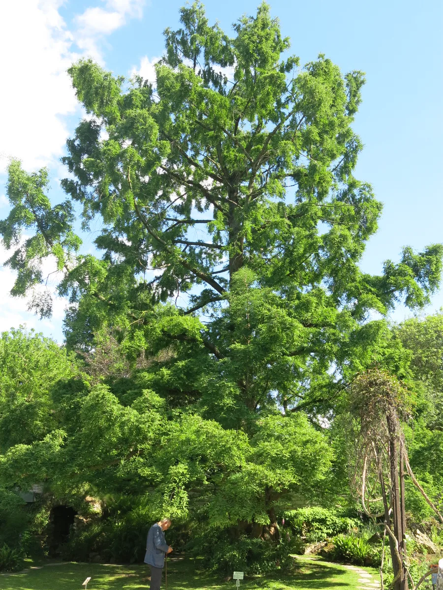 Dawn Redwood (Metasequoia glyptostroboides)