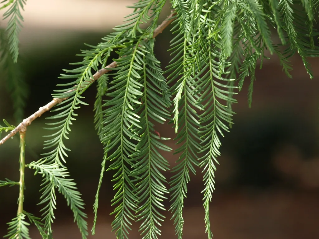 Montezuma Cypress (Taxodium mucronatum)