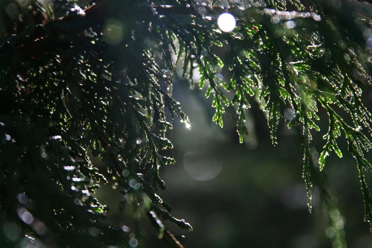 Taiwan Cypress