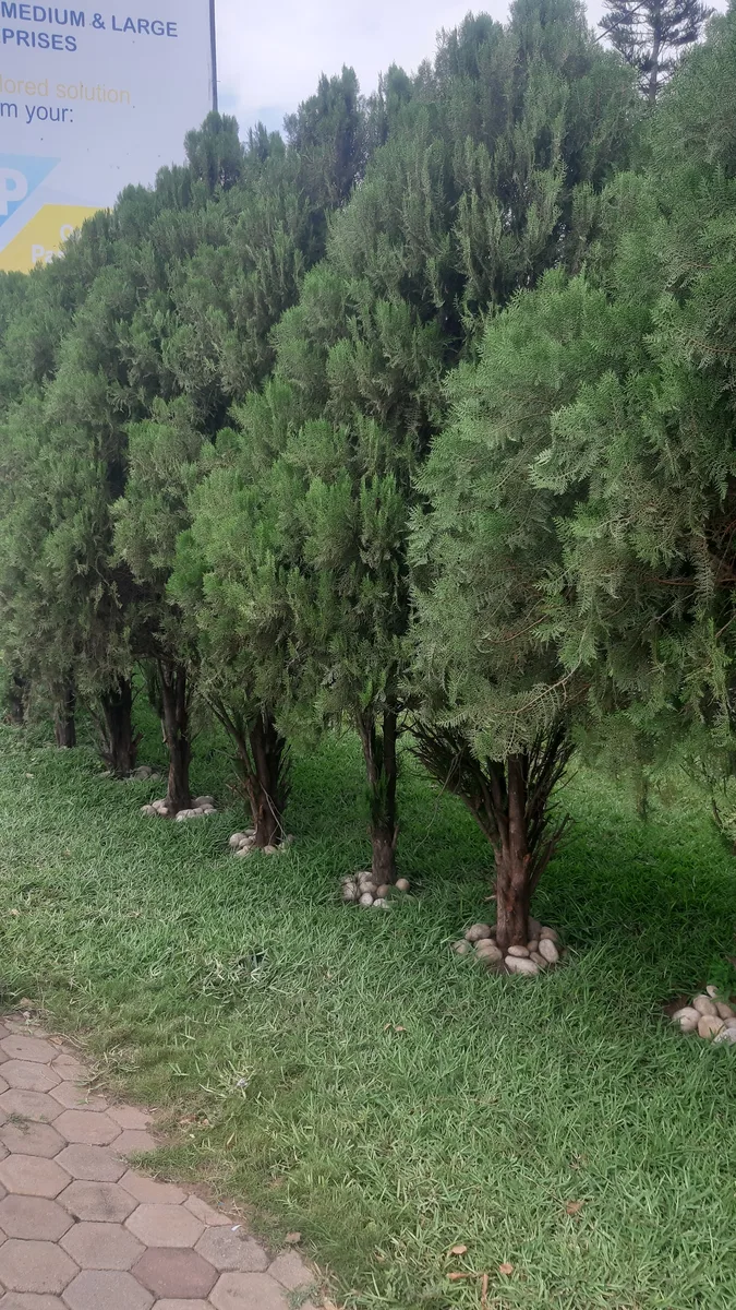 Chinese Arborvitae