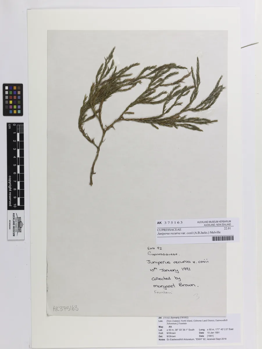 Himalayan Juniper (Juniperus recurva)