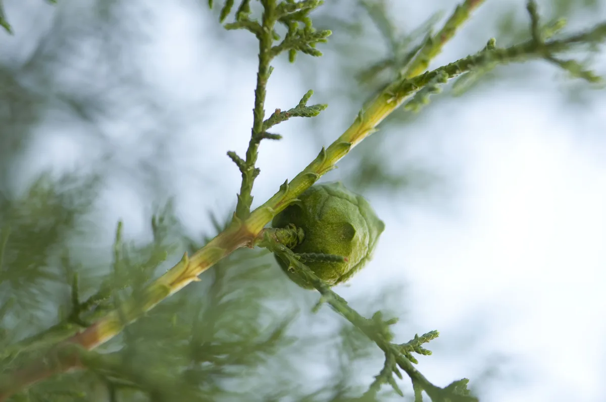 Phoenicean Cypress