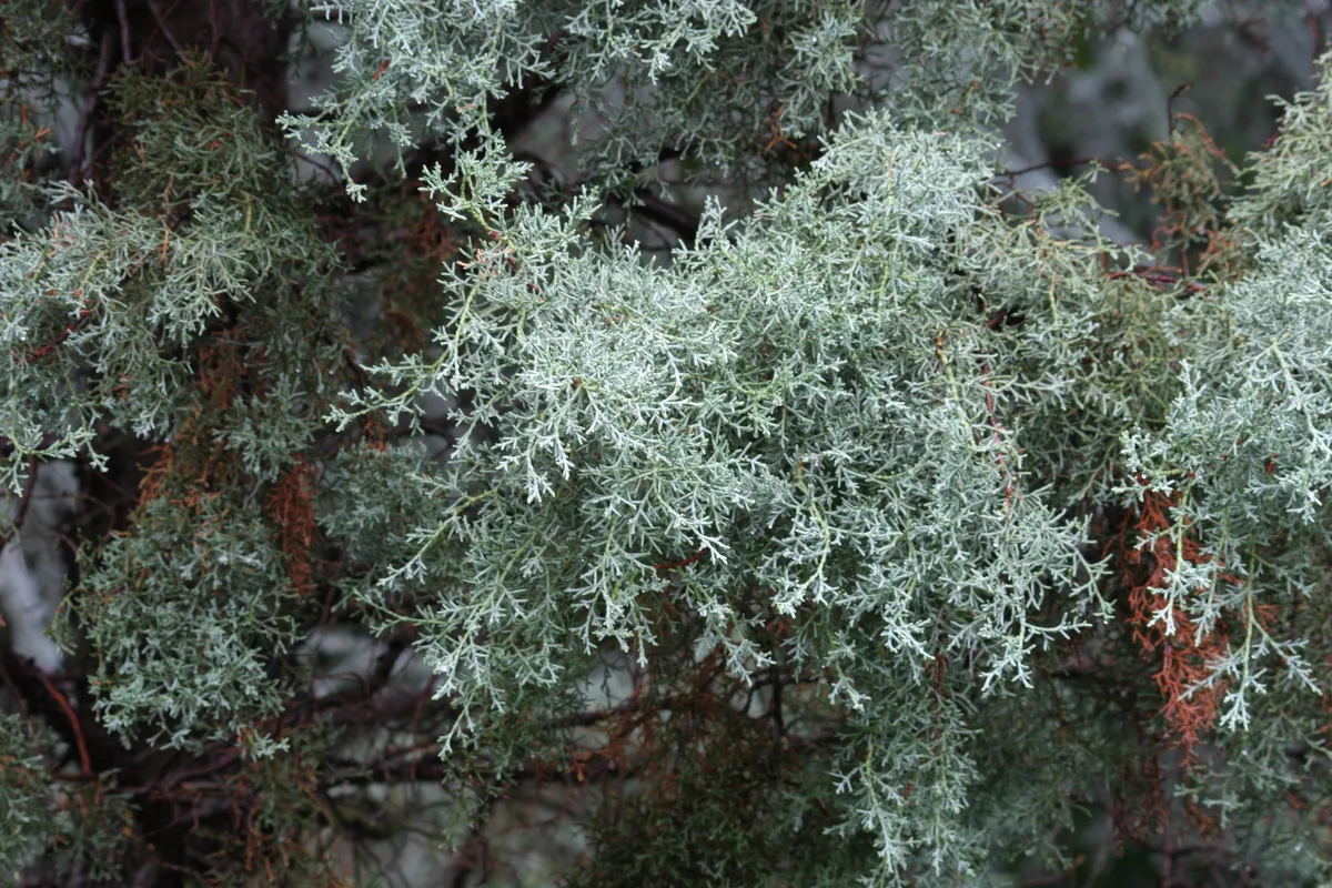Arizona Cypress