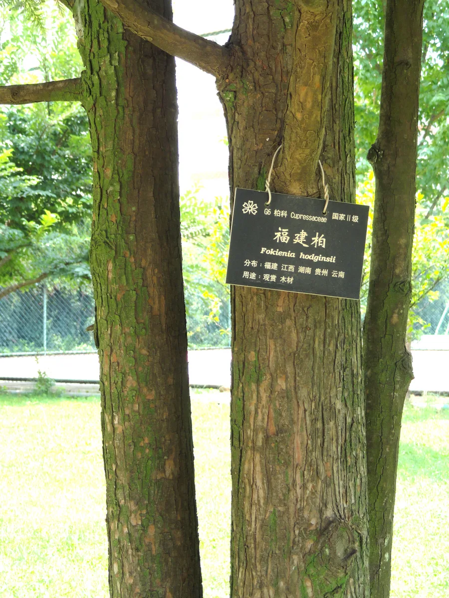 Fujian Cypress