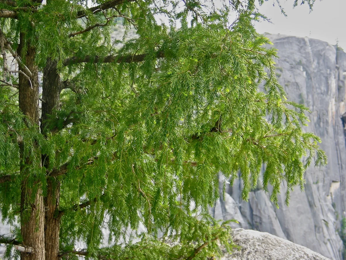 California Nutmeg (Torreya californica)