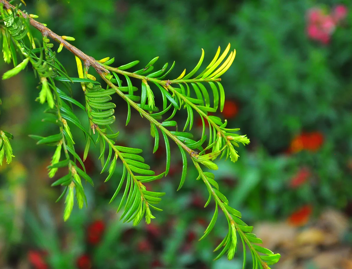 Himalayan Yew (Taxus wallichiana)