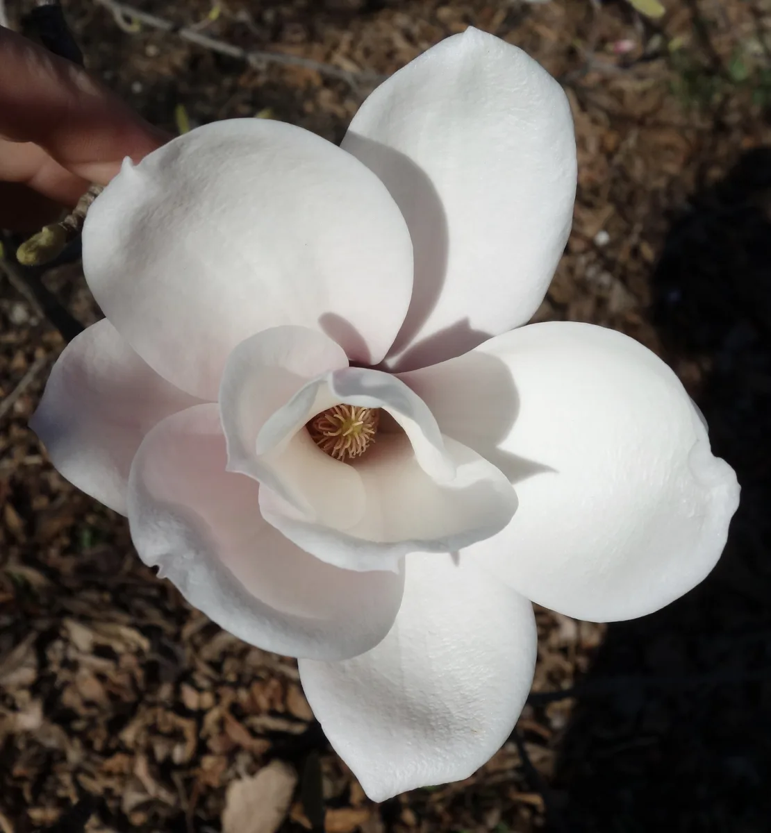 Sargent Magnolia