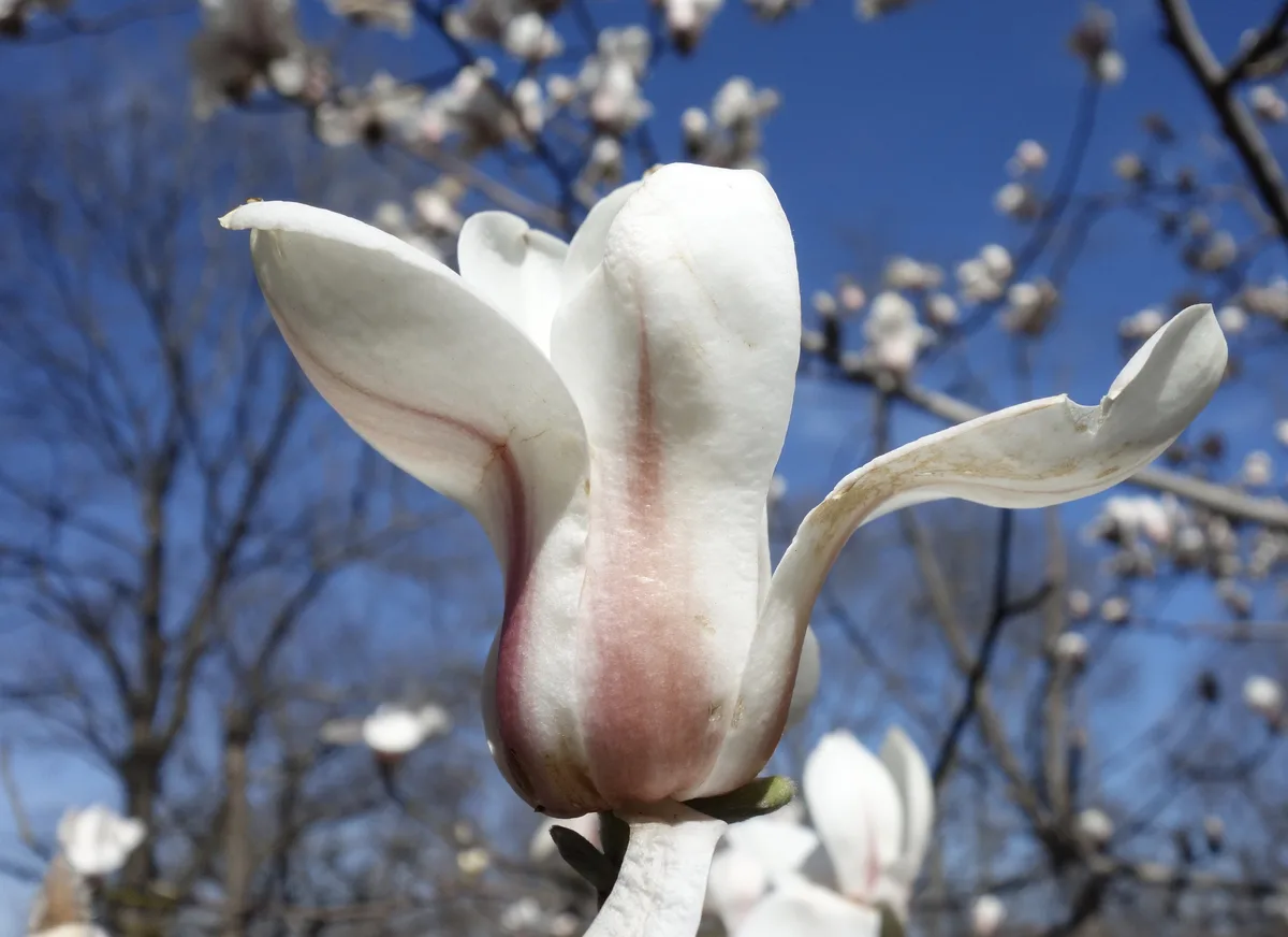 Sprenger Magnolia