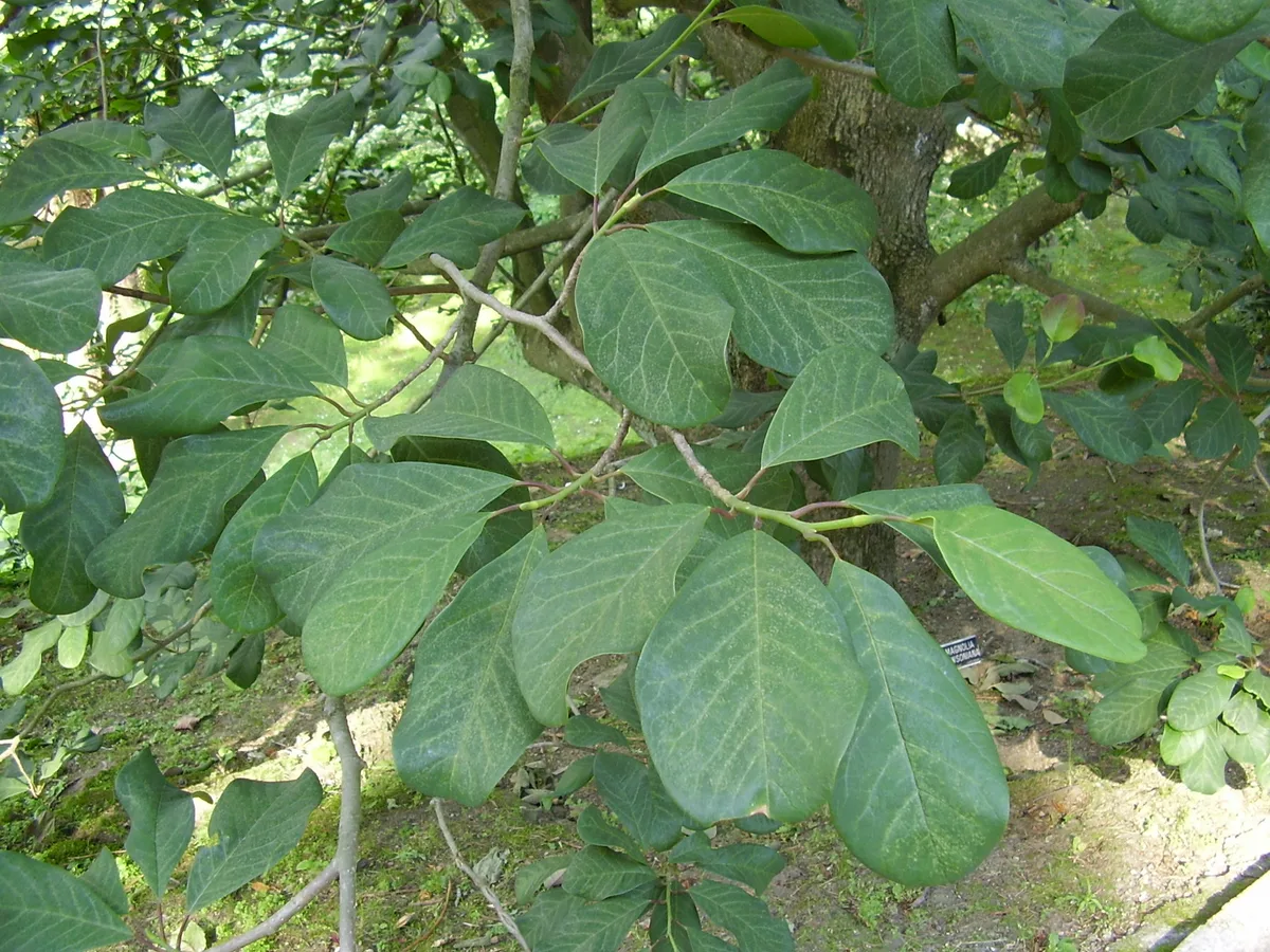 Dawson Magnolia (Magnolia dawsoniana)