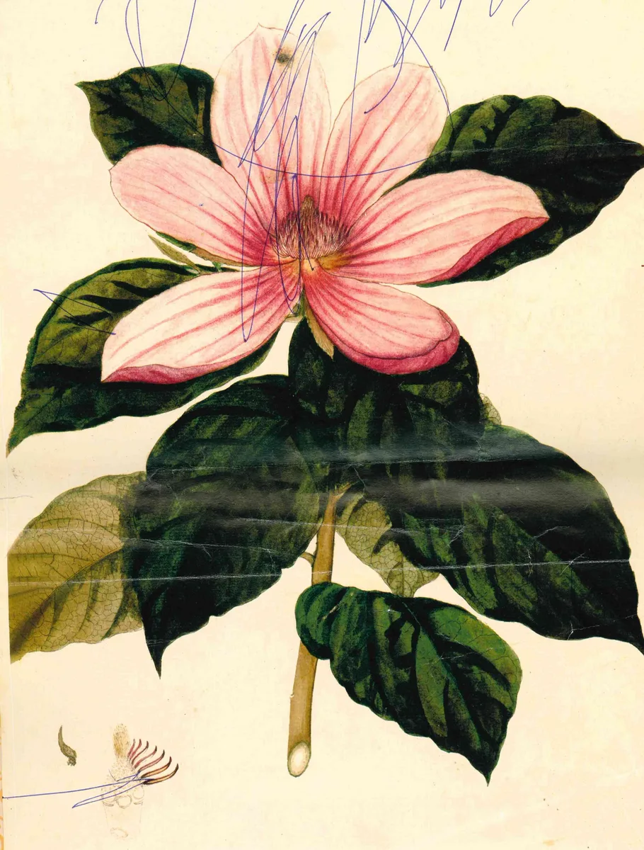 Wilson Magnolia