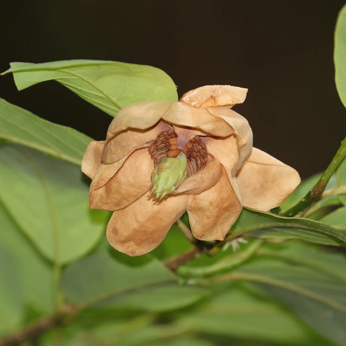 Oyama Magnolia (Magnolia sieboldii subsp. japonica)