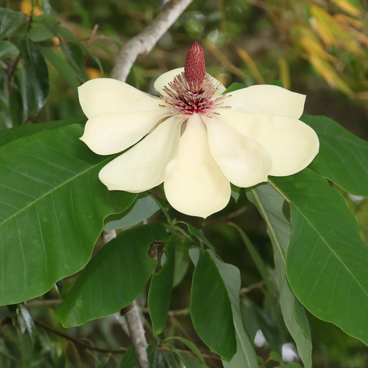 Japanese Bigleaf Magnolia (Magnolia obovata)