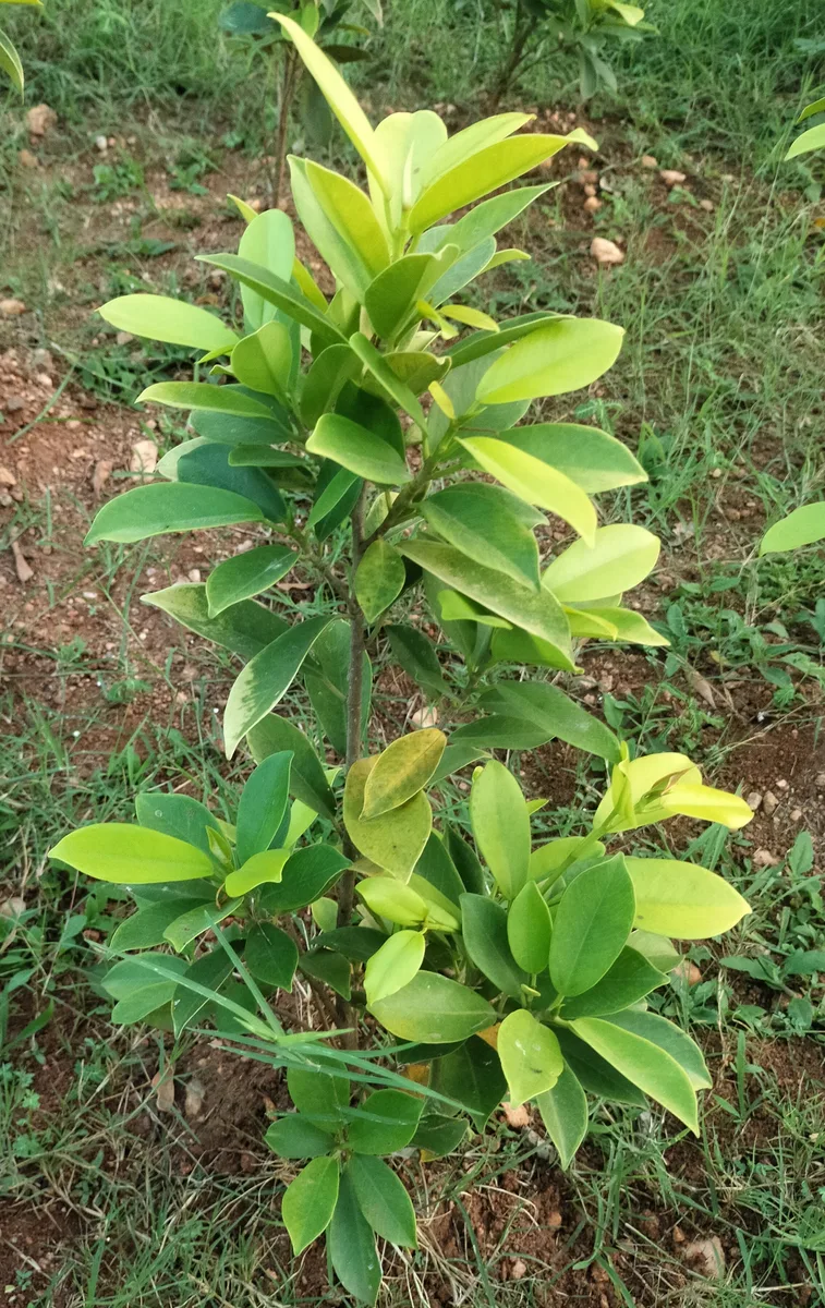 Purple Magnolia