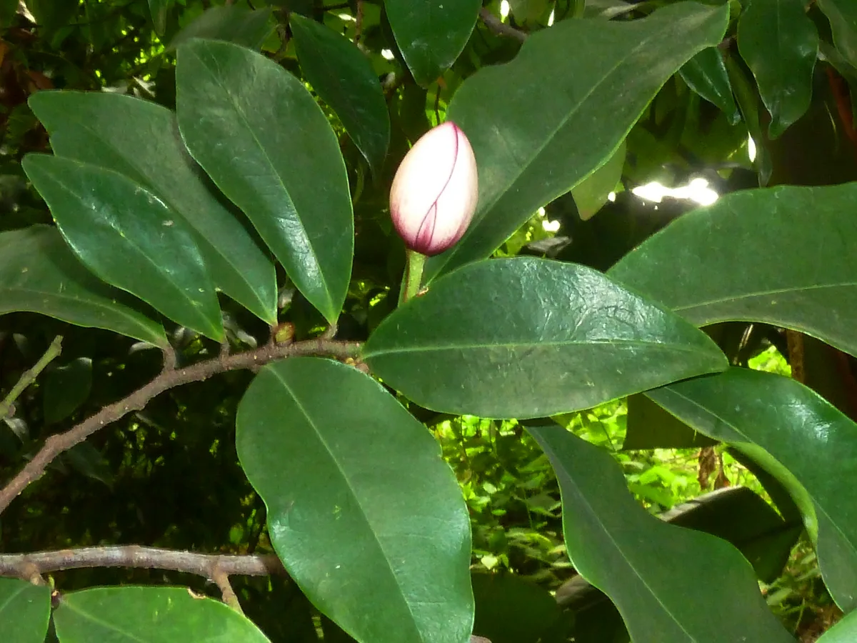Banana Shrub (Magnolia figo var. crassipes)