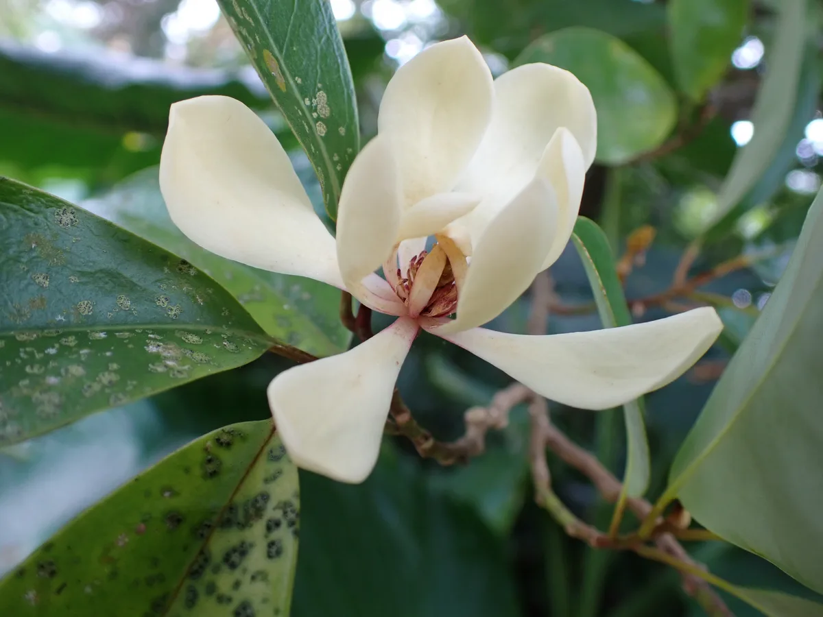 Japanese Evergreen Magnolia
