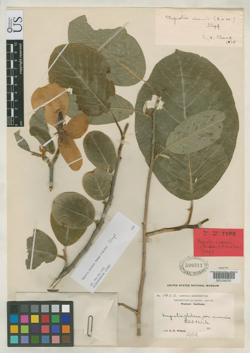 Magnolia Globosa (Magnolia globosa)