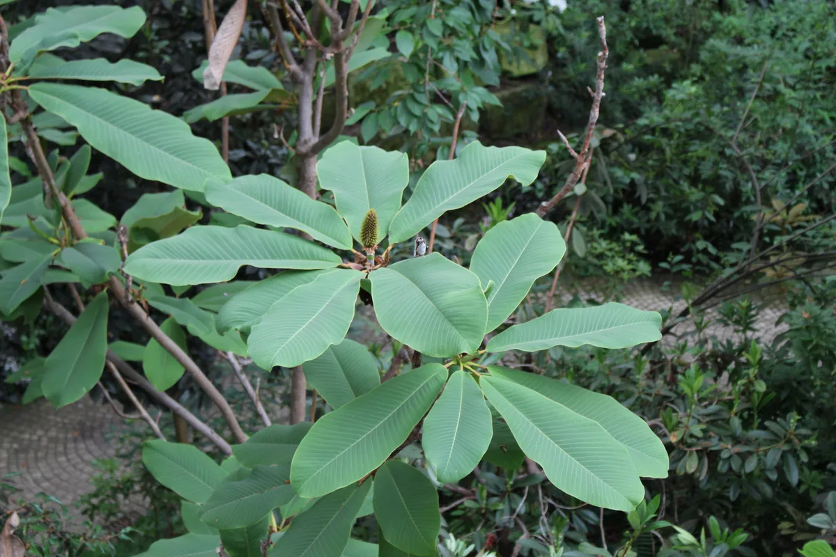 Magnolia Rostata (Magnolia rostrata)