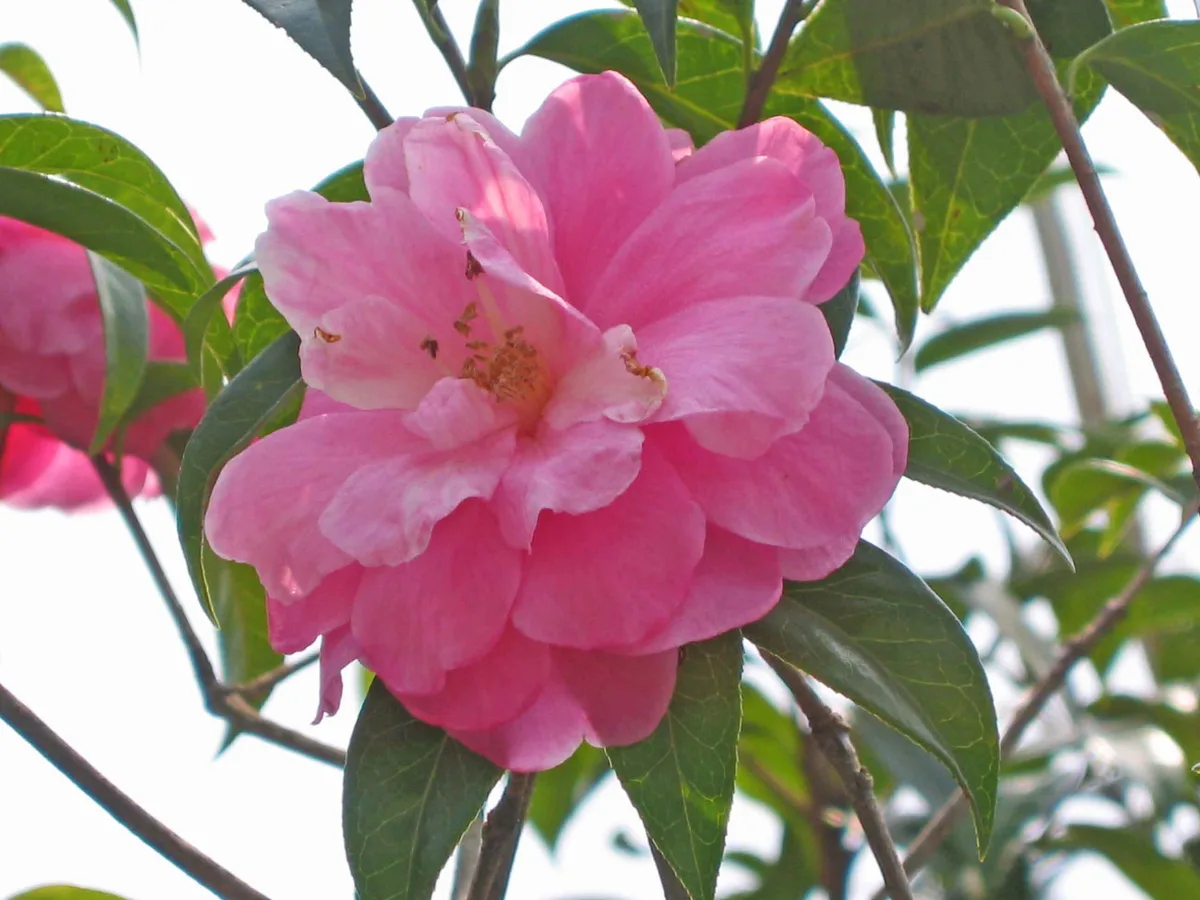 Yunnan Camellia (Camellia reticulata)